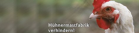 Huhn